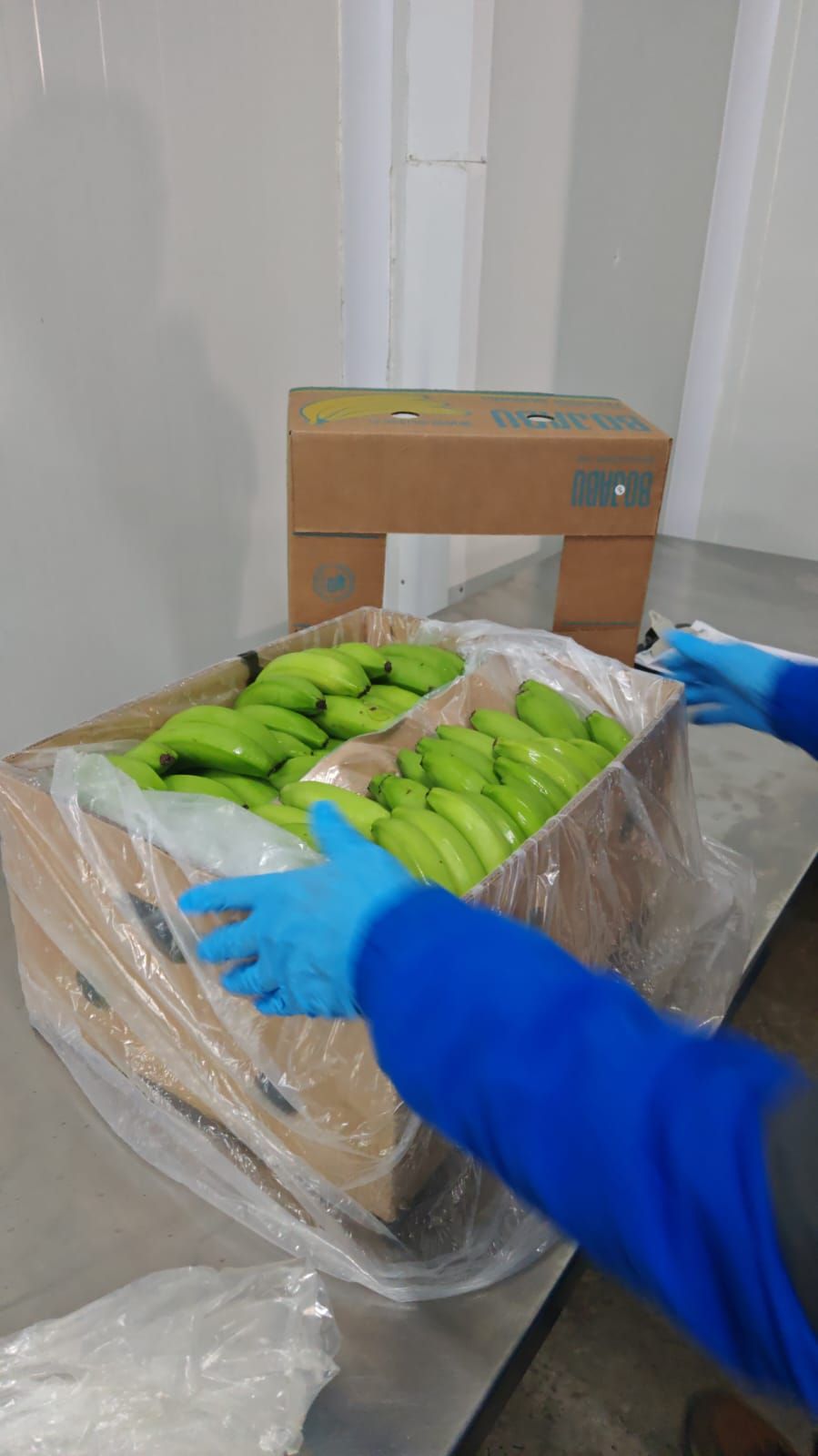 Empaque con guantes en sala fría