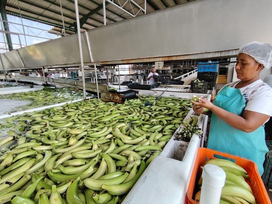 Trabajadora en línea de proceso