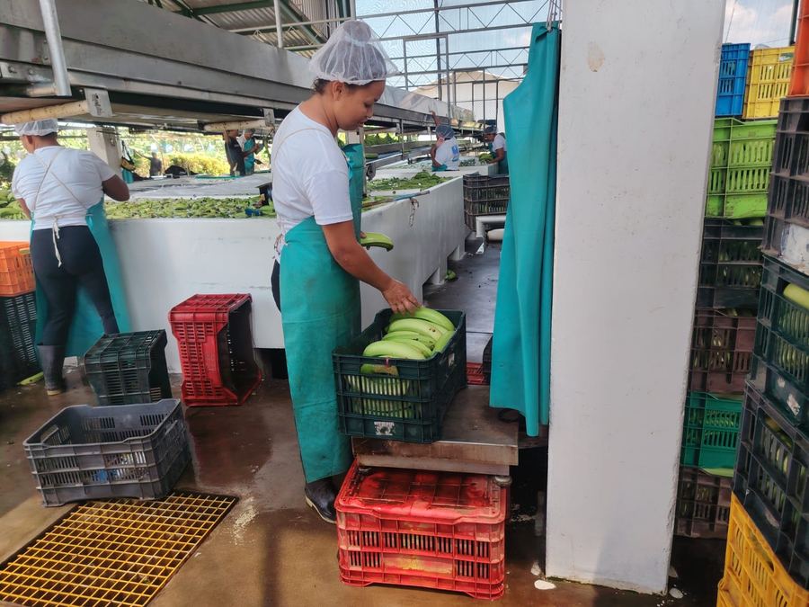Trabajadora empacando producto en cajones