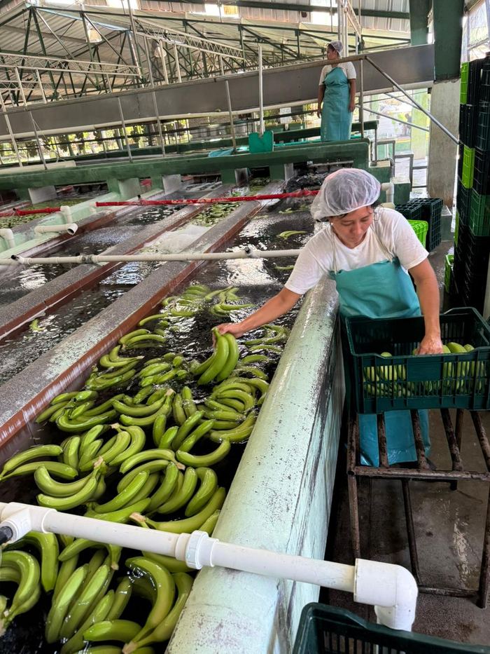 Producto agrícola en cajones de transporte
